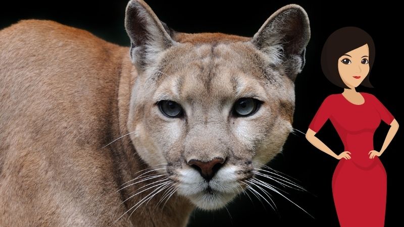 Al momento stai visualizzando Fenomeno Cougar: Farsi Predare da una Donna Puma